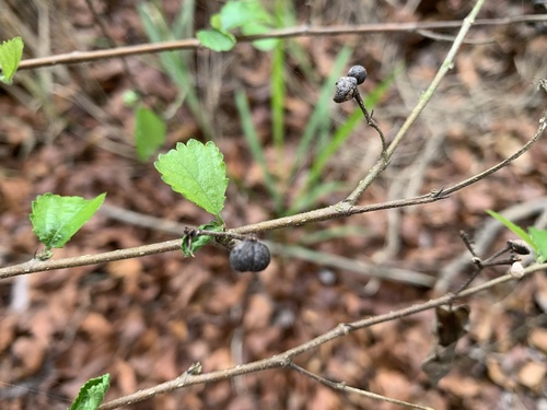 Grewia biloba subsp. parviflora