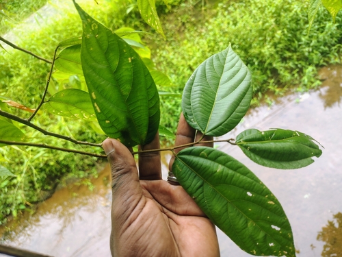 Grewia bracteata — photo