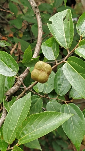Grewia bracteata