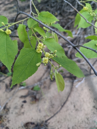 Grewia breviflora