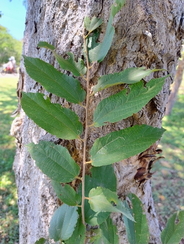 Grewia breviflora (Wild currant) — photo