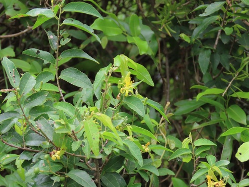 Grewia caffra (Climbing wild raisin) — photo
