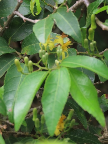 Grewia caffra (Climbing wild raisin) — photo
