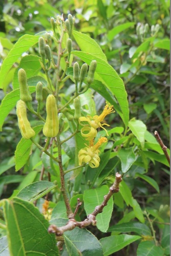 Grewia caffra