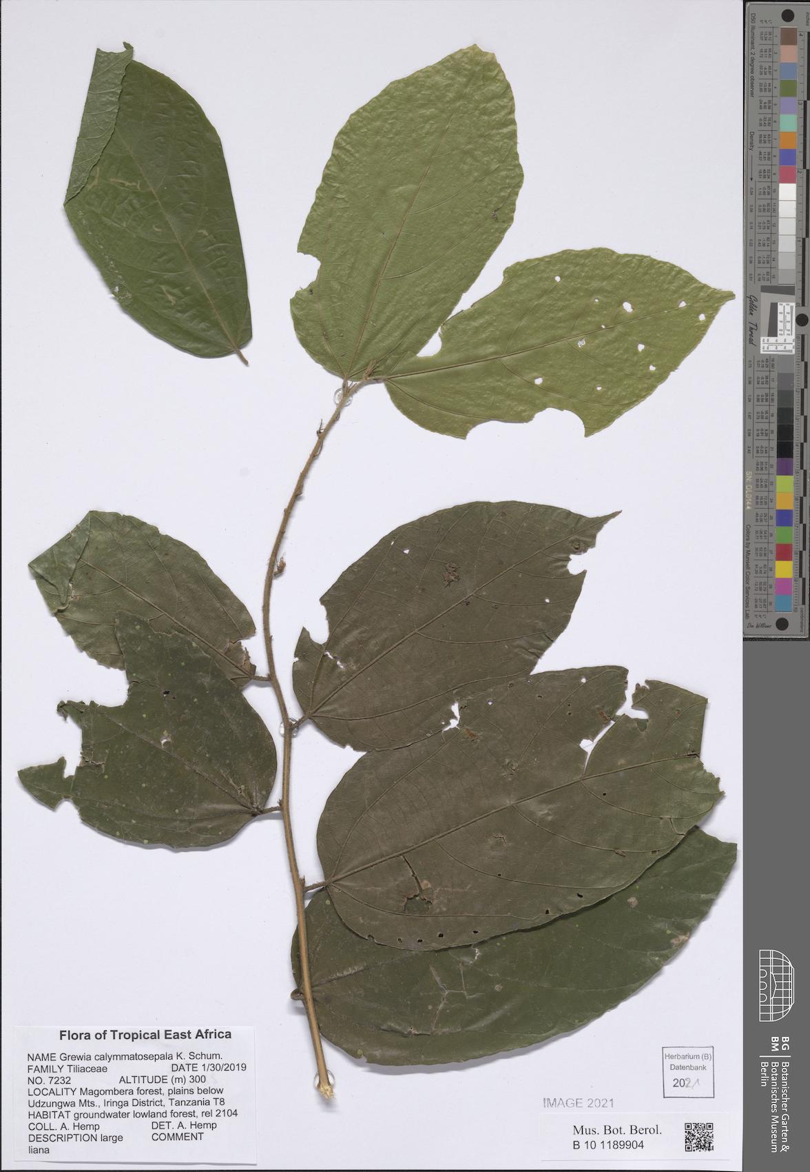 Grewia calymmatosepala — photo