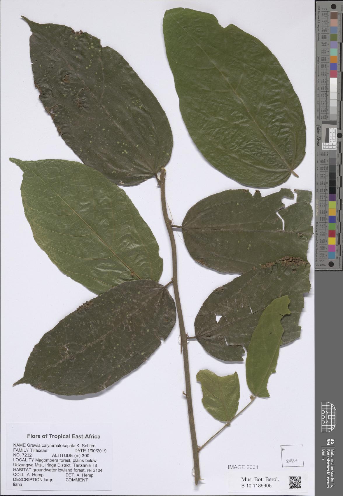 Grewia calymmatosepala