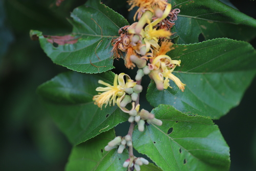 Grewia carpinifolia (Ntanta) — photo