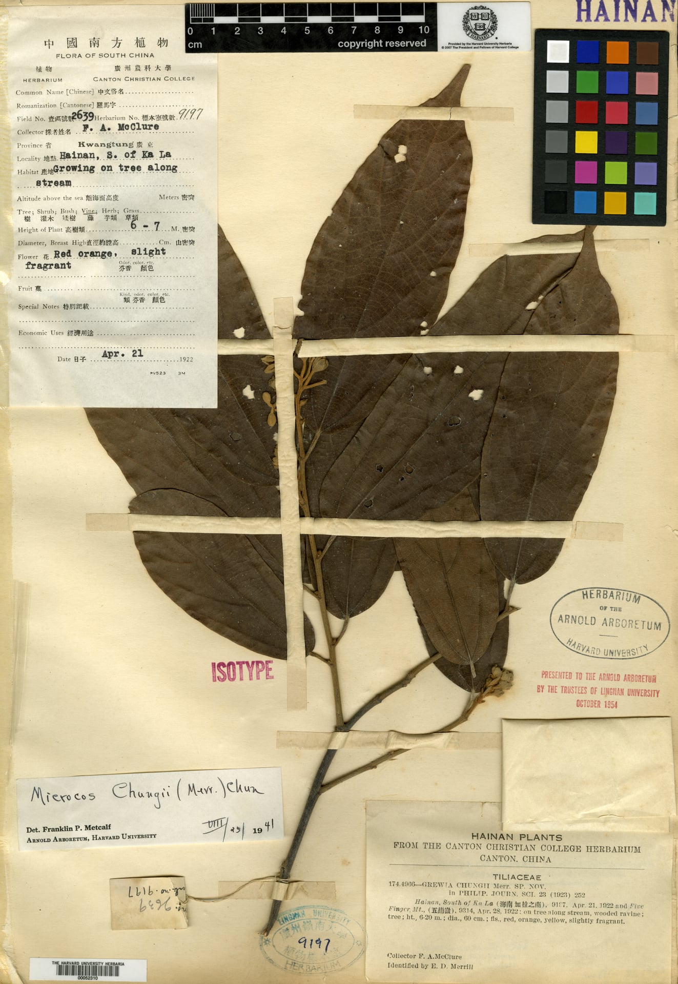 Grewia chungii — photo