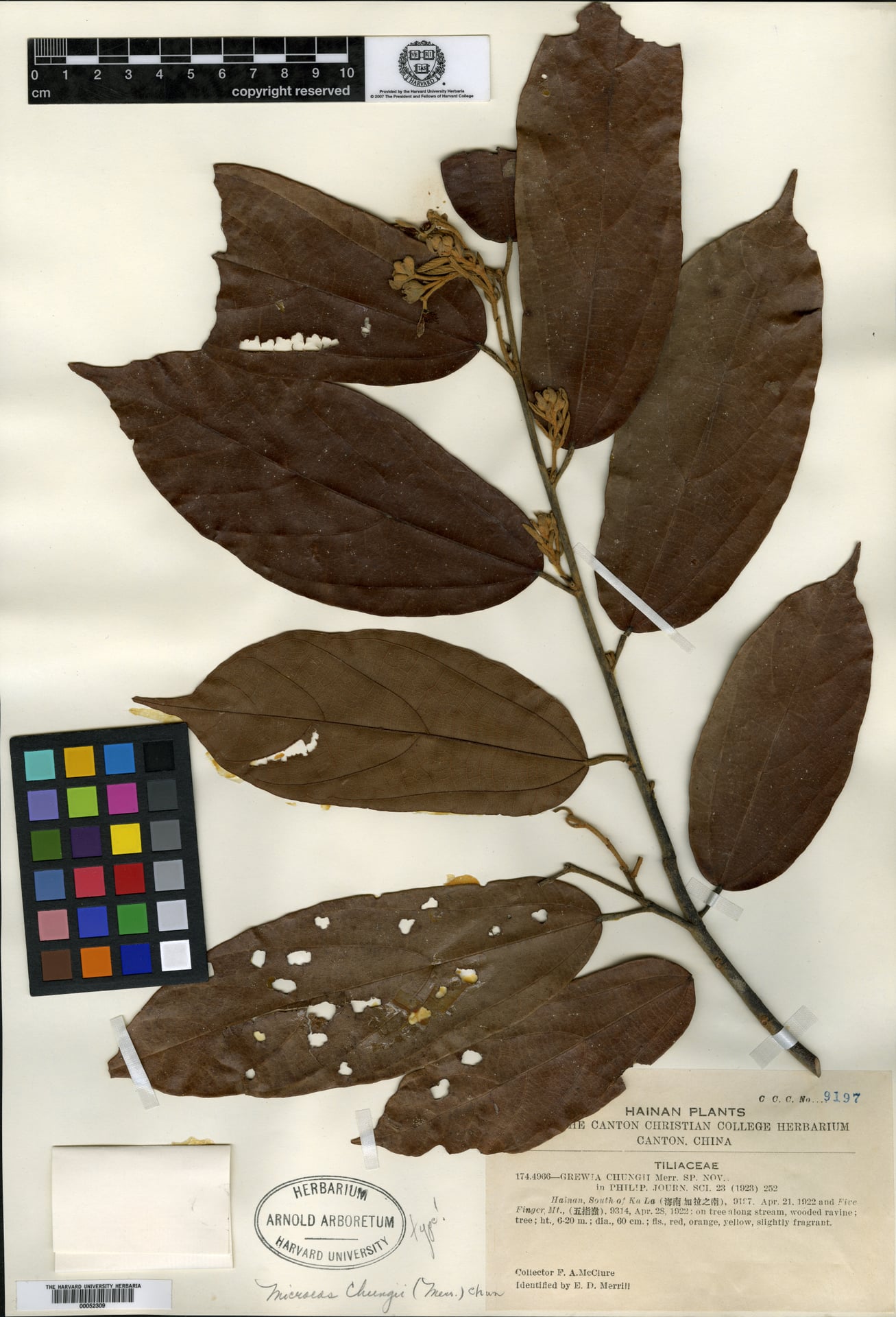 Grewia chungii