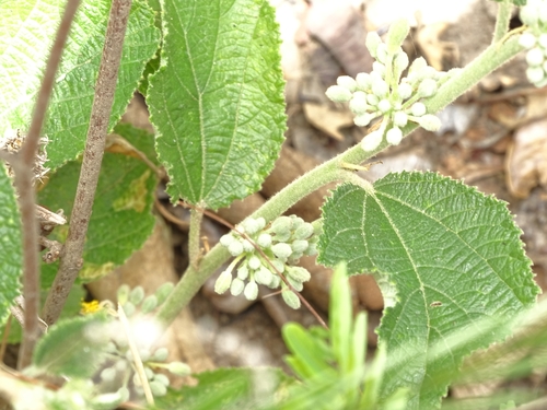 Grewia cissoides — photo