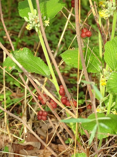 Grewia cissoides — photo