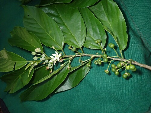 Grewia crenata (Siti) — photo