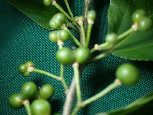 Grewia crenata (Siti) — photo