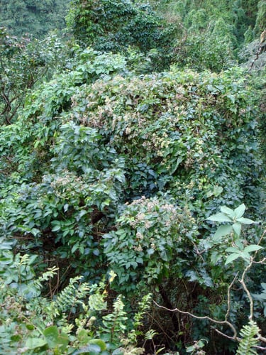 Grewia crenata