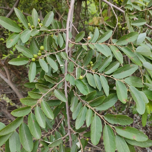 Grewia damine