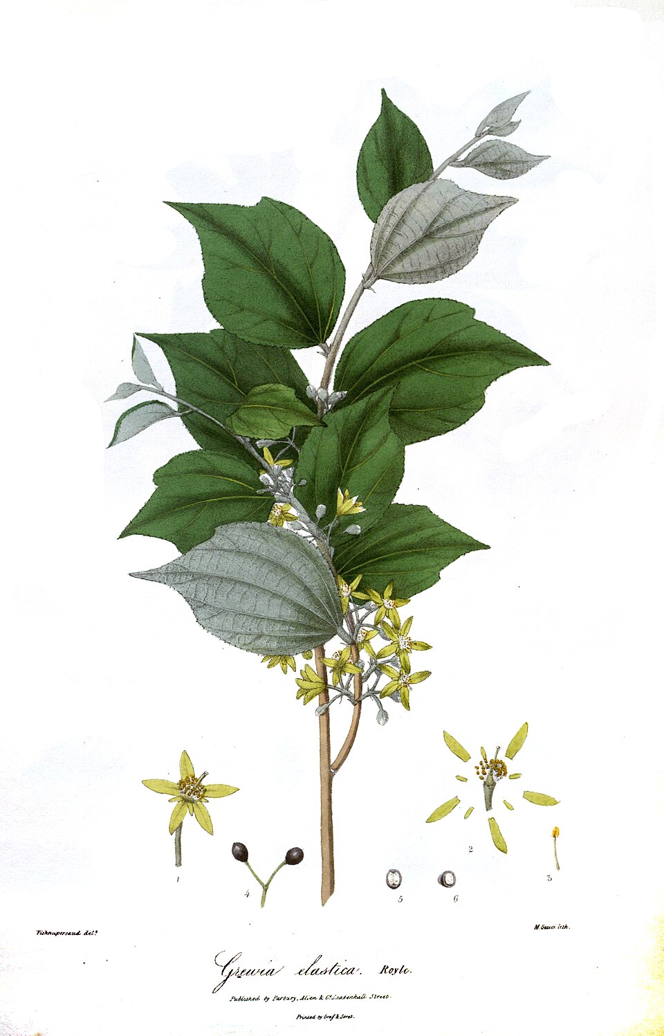 Grewia elastica