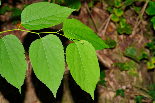Grewia eriocarpa — photo