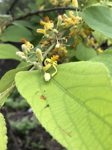Grewia eriocarpa