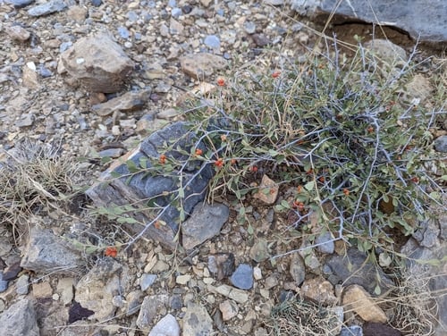 Grewia erythraea — photo