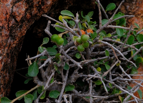 Grewia erythraea