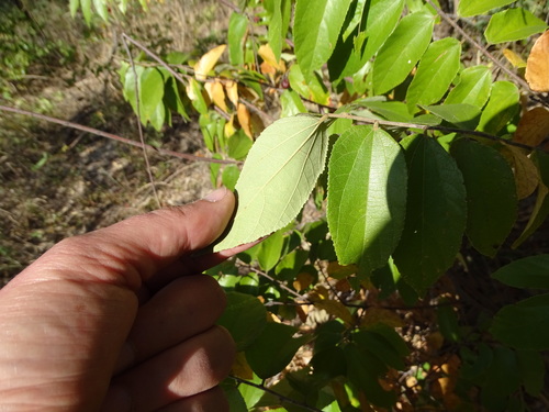 Grewia falcistipula (Heart-leaved raisin-bush) — photo