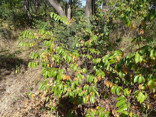 Grewia falcistipula