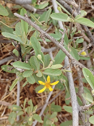 Grewia flava (Brandy bush) — photo
