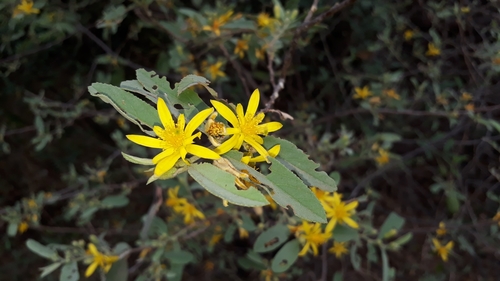 Grewia flava (Brandy bush) — photo