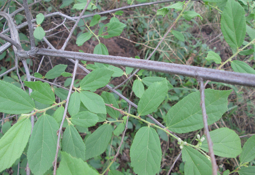 Grewia flavescens (Donkey berry) — photo