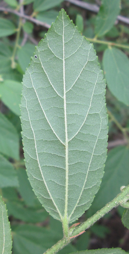 Grewia flavescens (Donkey berry) — photo