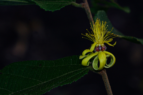 Grewia forbesii — photo