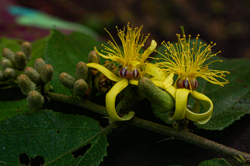 Grewia forbesii