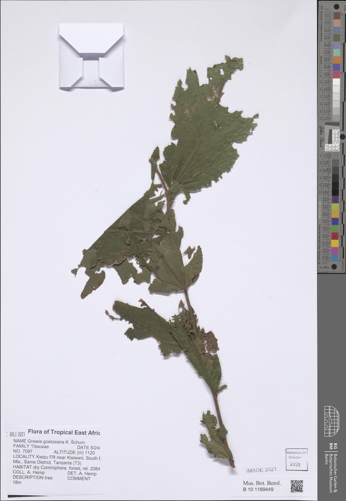 Grewia goetzeana — photo