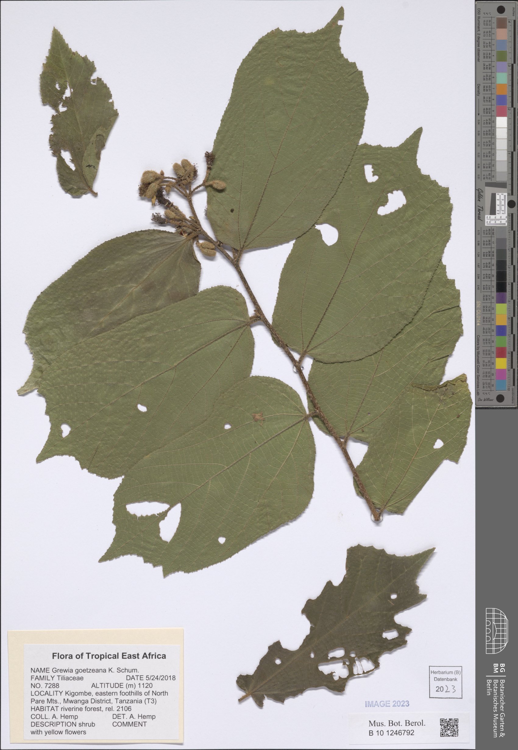 Grewia goetzeana — photo