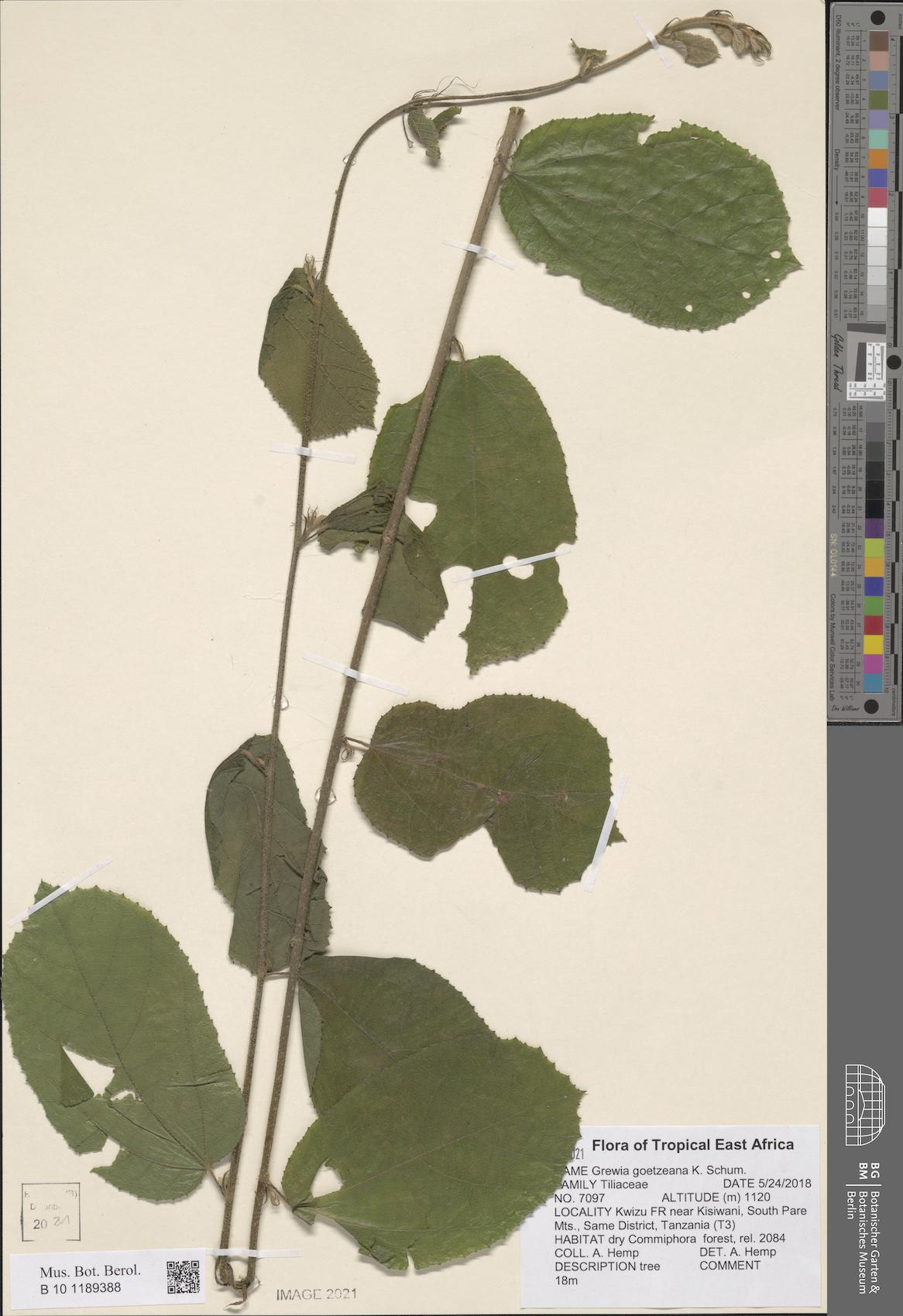 Grewia goetzeana