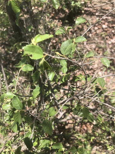 Grewia gracillima (Silver square-stemmed raisin) — photo