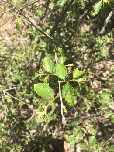 Grewia gracillima