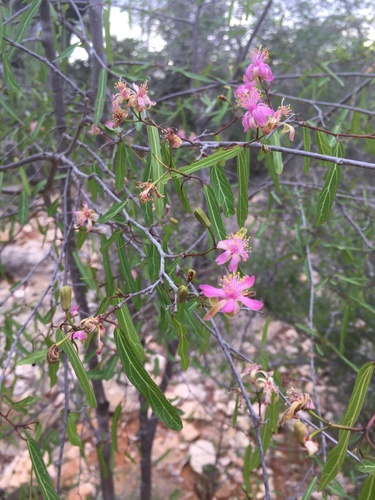 Grewia grevei — photo