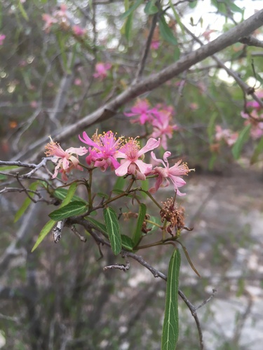 Grewia grevei — photo