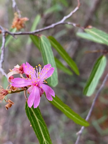 Grewia grevei