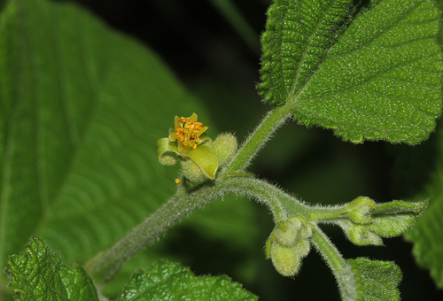 Grewia herbacea — photo