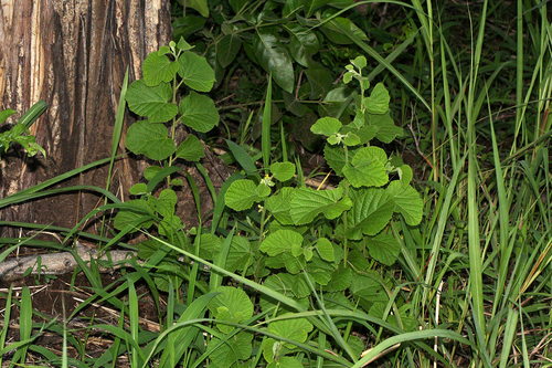 Grewia herbacea — photo