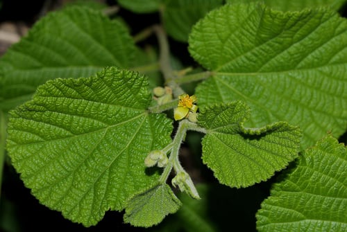 Grewia herbacea
