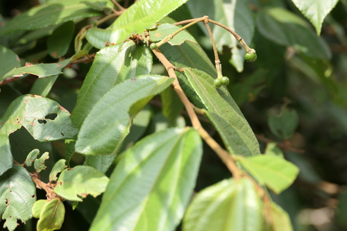 Grewia heterotricha — photo