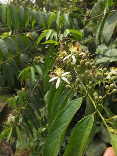 Grewia heterotricha