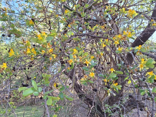 Grewia hexamita (Giant raisin) — photo