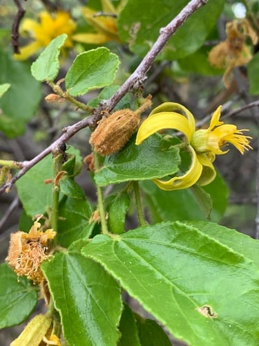 Grewia hexamita