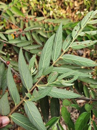 Grewia hirsuta — photo