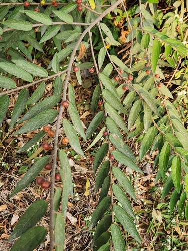 Grewia hirsuta
