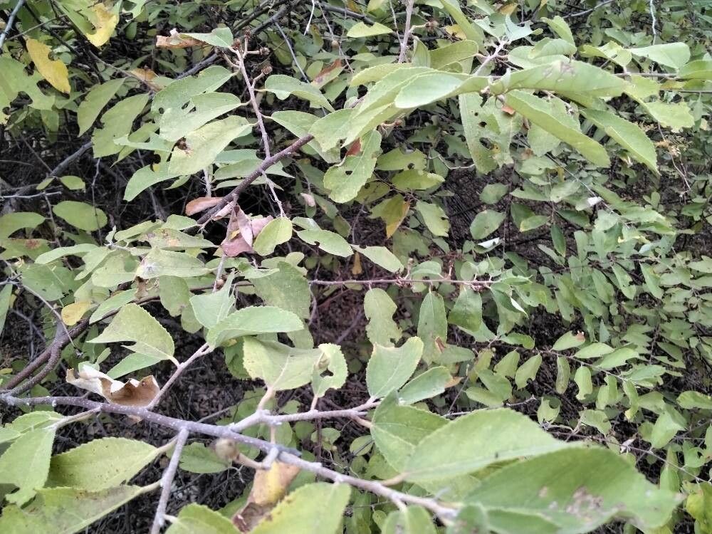 Grewia holstii — photo